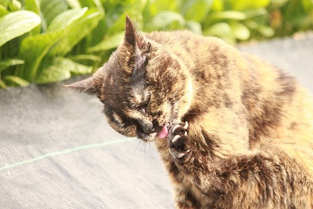 まえかもにゃ~w まえかもにゃ~w