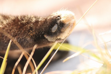 てきとーにゃ