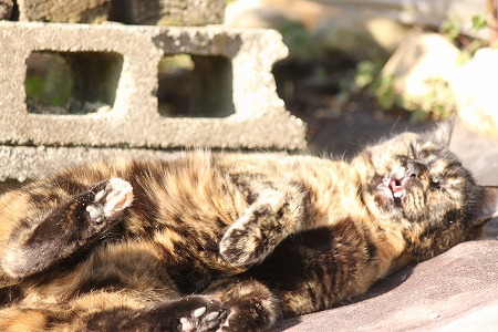 ごろん?コロン?