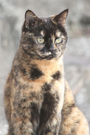 いーひだったにゃ