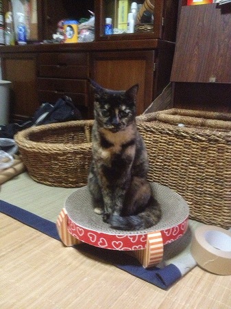 おばけかにゃ~