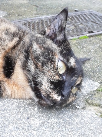 しょっちゅーおみまいにゃ