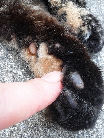 しょっちゅーおみまいにゃ