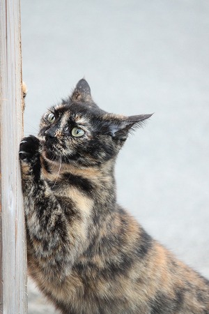 けーこにゃら