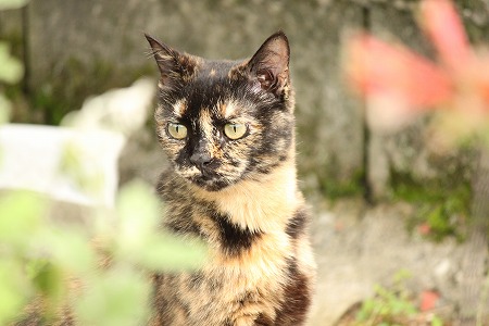 つゆさんあけにゃ