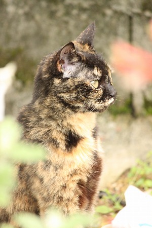 つゆさんあけにゃ