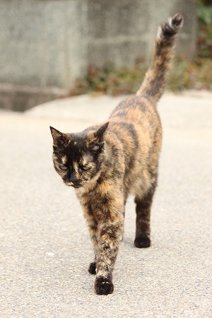 えーよーほきゅーにゃ