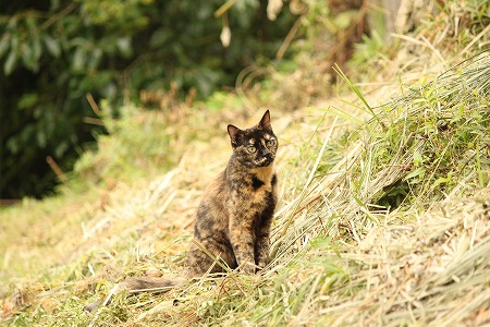 みえにゃいかりゃ