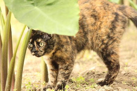 ぴったしにゃのに
