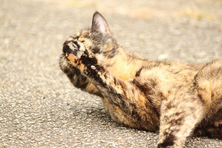 えんりょ さりたにゃ!