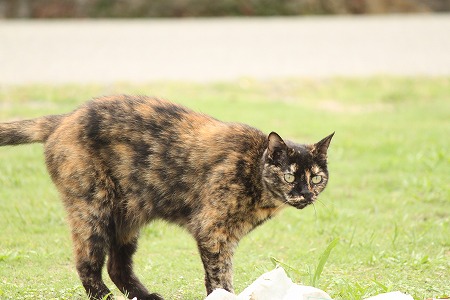 たびごろは、、、