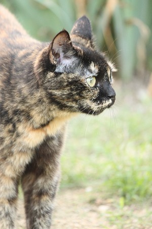 おかあちゃんの しみつ