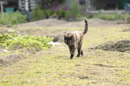あさぱとにゃ