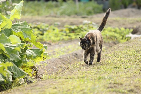 あさぱとにゃ