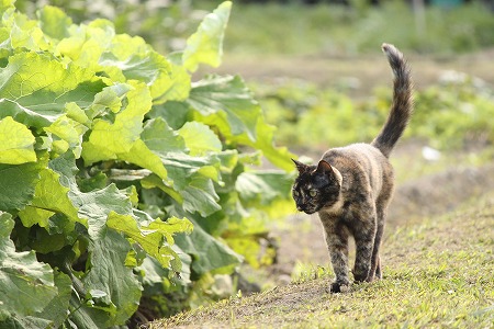 あさぱとにゃ