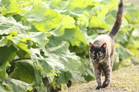 あさぱとにゃ