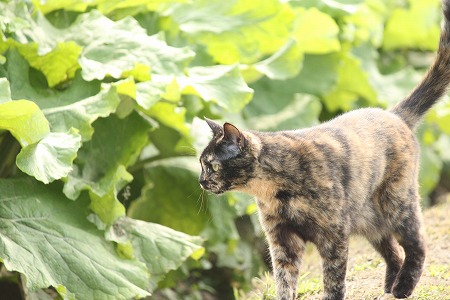 あさぱとにゃ