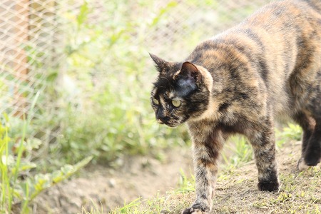 あさぱとにゃ