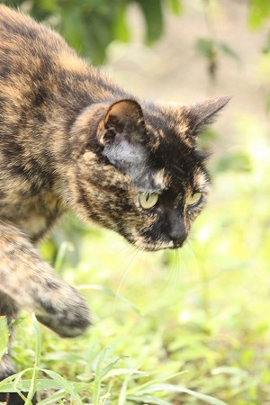 このあと どーにゃったのかにゃ~