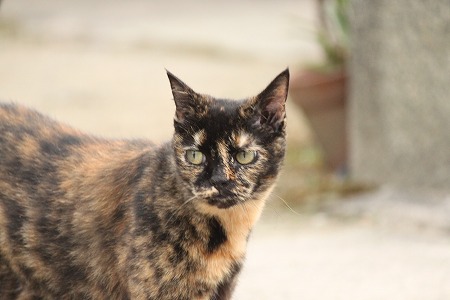 しょーりゃいは