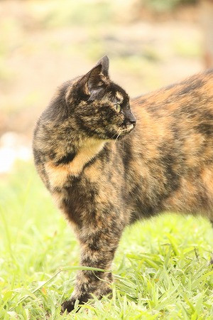 おーまじめにゃ