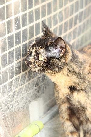マメマメには みえりゅにゃ、、、