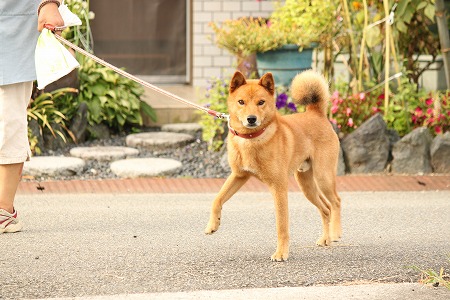 せつめー いりゅかにゃ~
