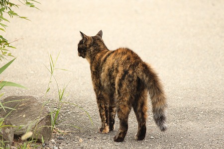 せつめー いりゅかにゃ~
