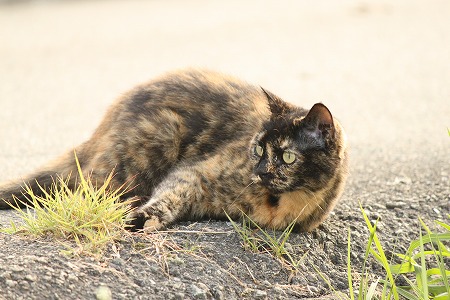 かえるさん