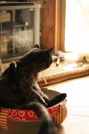ちびっと はやいかにゃ~