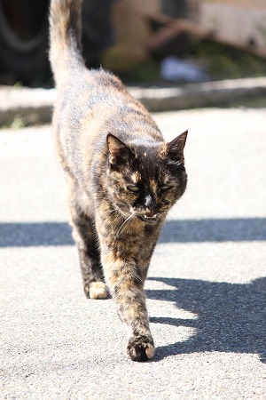 まいばん おつきみにゃ