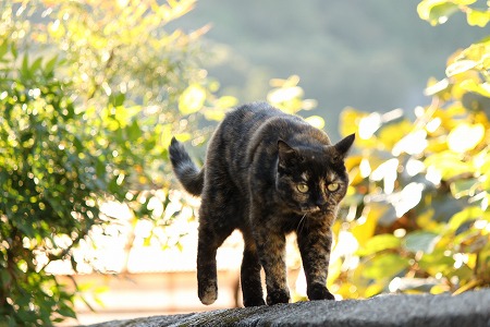べたにゃ