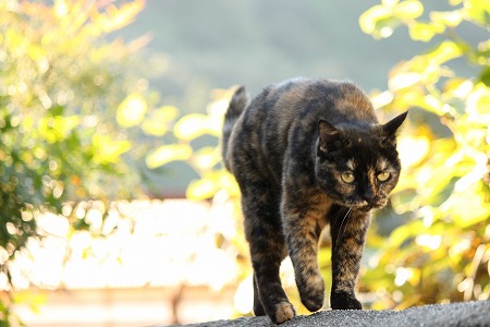 べたにゃ