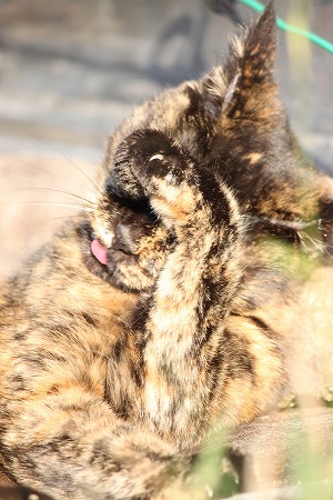 まにぇきマメマメ