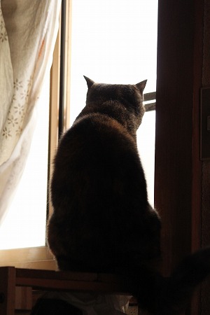 あやしーのは