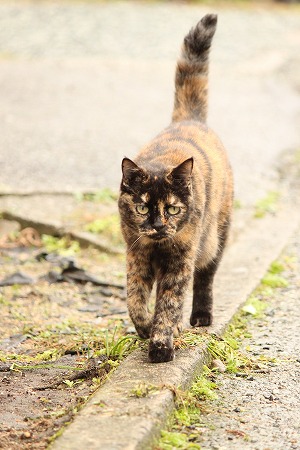 かつをさん まってりゅ!