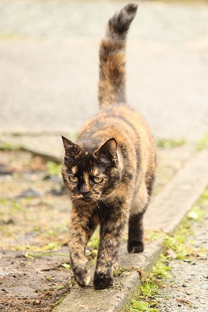 かつをさん まってりゅ!