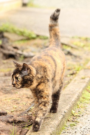 かつをさん まってりゅ!