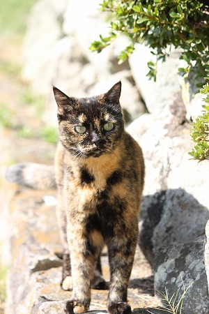 10がつ 1282ぱしゃ