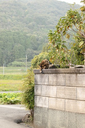 へーのうえかりゃ
