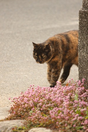 ただいまにゃ!