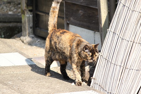 どこにゃ?