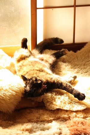 ひにゃたで、、、