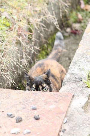 つぎが ありゅにゃ
