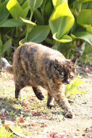 もみぢがり?