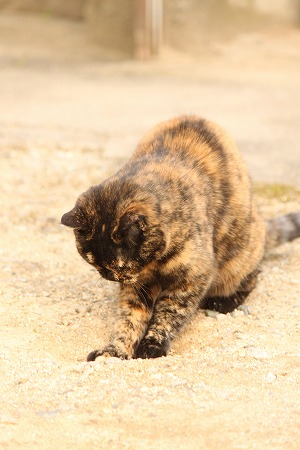 わかんにゃいだろーにゃ~