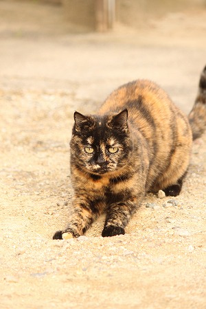 わかんにゃいだろーにゃ~