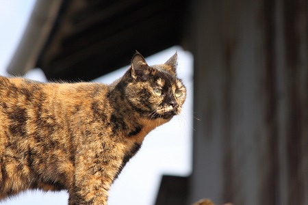 めぢかりゃ