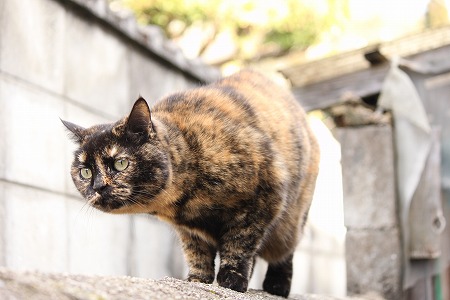 まるやけにゃ!