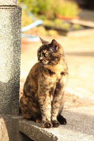 まだかにゃ~